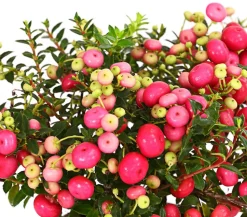 Torfmyrte, rosa