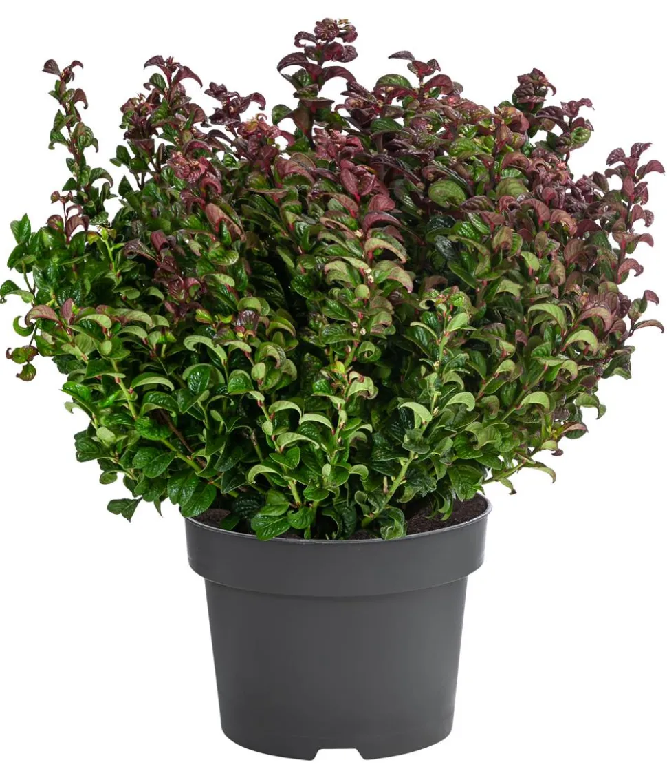 Traubenheide 'Curly Red'