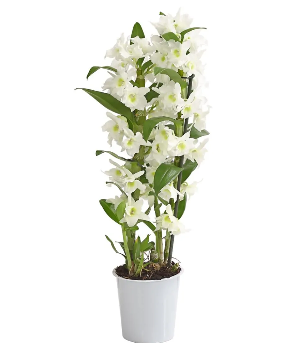 Trauben-Orchidee - Dendrobium nobile