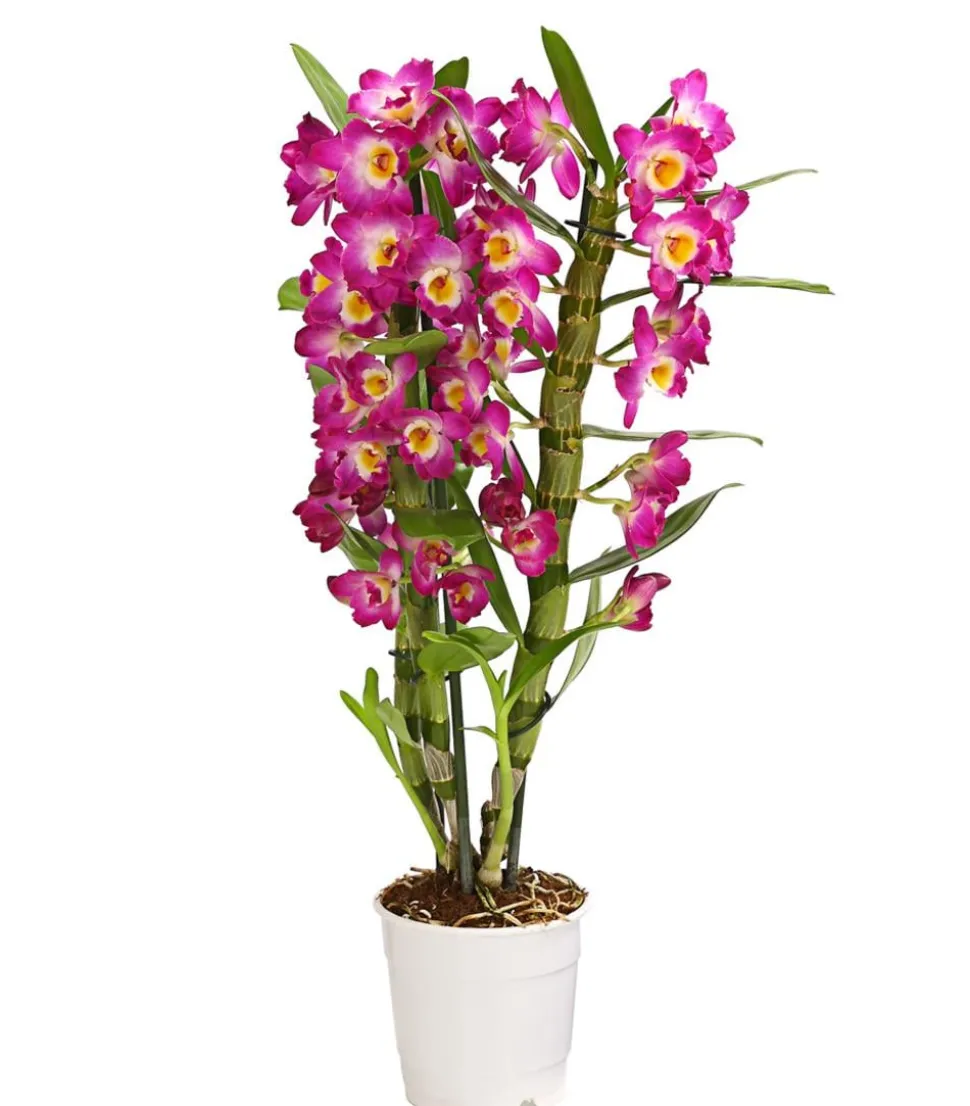 Trauben-Orchidee - Dendrobium nobile