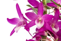 Traubenorchidee - Dendrobium 'Rainbow Dance'