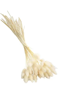 Trockenblumenbund Hasenschwanzgras, gebleicht