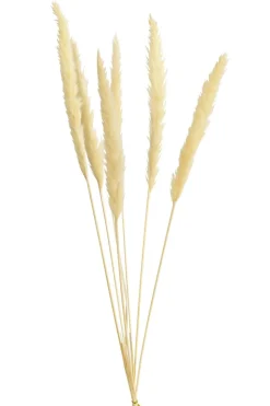 Trockenblumenbund Pampasgras