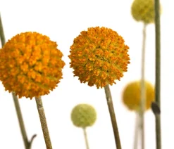 Trommelschlägel 'Golf Beauty'