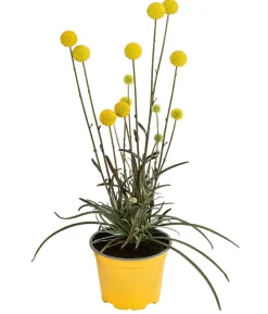 Trommelschlägel 'Golf Beauty'
