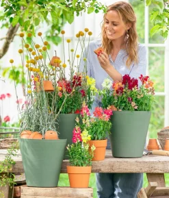 Trommelschlägel 'Golf Beauty'