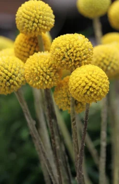 Trommelschlägel 'Golf Beauty'
