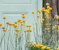 Trommelschlägel 'Golf Beauty'