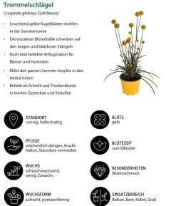 Trommelschlägel 'Golf Beauty'