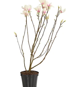 Tulpen-Magnolie 'Alba Superba'