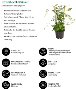 Unsterblichkeitskraut