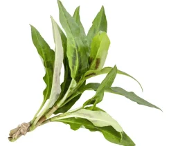 Vietnamesischer Koriander
