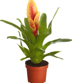Vriesea - Bromelia cultivars, verschiedene Sorten