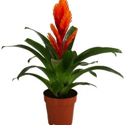 Vriesea - Bromelia cultivars 'Intenso Orange'