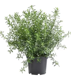 Wachsblume 'Flower Girl White'