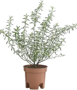 Wachsblume 'Flower Girl White'