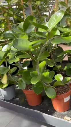 Wachsblume - Hoya australis