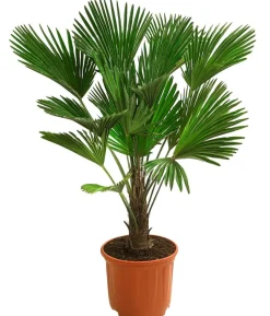 Wagners Hanfpalme