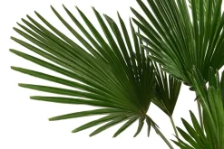Wagners Hanfpalme