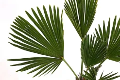 Wagners Hanfpalme