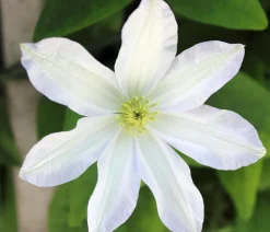 Waldrebe - Clematis