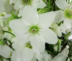 Waldrebe - Clematis 'Avalanche'
