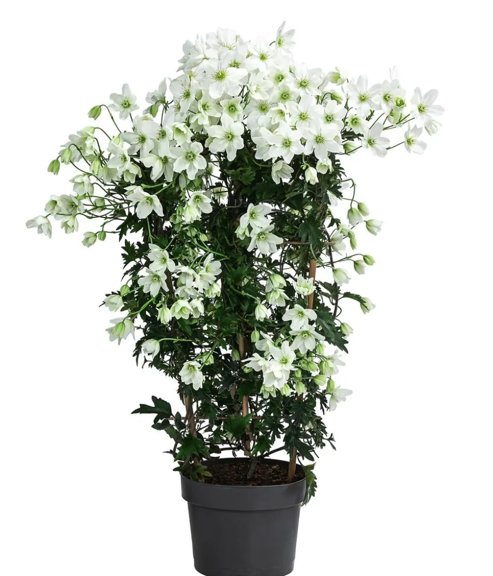 Waldrebe - Clematis 'Avalanche'