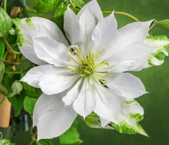 Waldrebe - Clematis 'Dancing Dorien®'