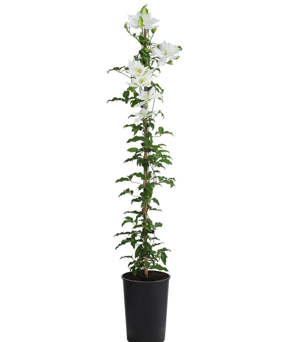Waldrebe - Clematis 'Dancing Dorien®'