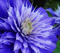 Waldrebe - Clematis 'Multi Blue'