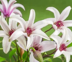 Waldrebe - Clematis 'Princess Kate'