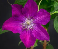 Waldrebe - Clematis 'Rouge Cardinal'