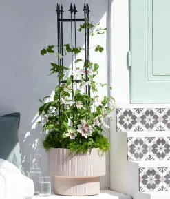 Waldrebe - Clematis, Spalier