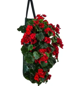 Wandhänger mit Hängebegonien, verschiedene Farben