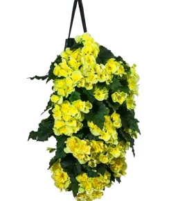 Wandhänger mit Hängebegonien, verschiedene Farben