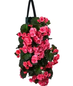 Wandhänger mit Hängebegonien, verschiedene Farben