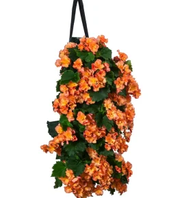 Wandhänger mit Hängebegonien, verschiedene Farben