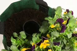 Wandhänger mit Hornveilchen, verschiedene Farben