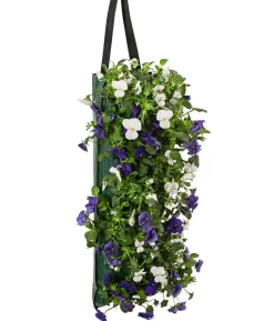 Wandhänger mit Hornveilchen, verschiedene Farben
