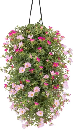 Wandhänger mit Portulakröschen, verschiedene Farben