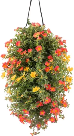 Wandhänger mit Portulakröschen, verschiedene Farben