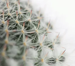 Warzenkaktus - Mammillaria hahniana