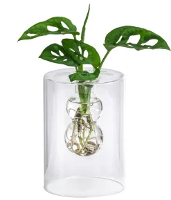 Waterplant Fensterblatt im Glas - Monstera adansonii, ca. 30 cm