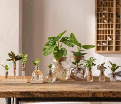 Waterplant Balsamapfel im Kugelglas - Clusia rosea 'Princess', mit LED