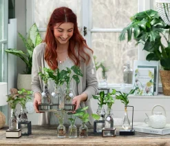 Waterplant Drachenbaum im Glas - Dracaena fragrans 'Burley', mit LED