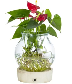 Waterplant Flamingoblume im Kugelglas - Anthurium 'Red Champion', mit LED