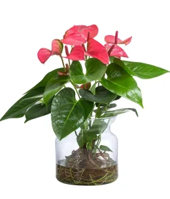 Waterplant Flamingoblume im Glas - Anthurium 'Rosa Champion'