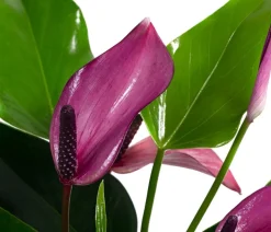 Waterplant Flamingoblume im Glas - Anthurium 'Zizou'