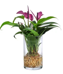 Waterplant Flamingoblume im Glas - Anthurium 'Zizou'