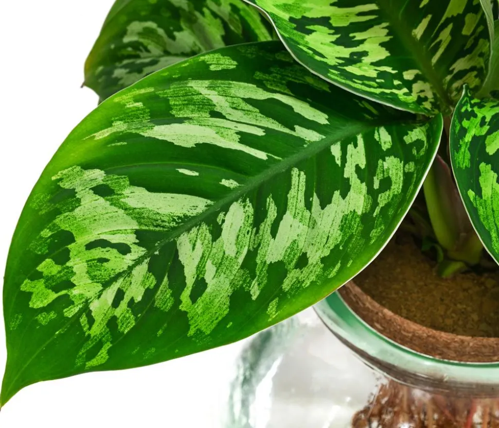 Waterplant Homalomena im Kugelglas - Homalomena wallisii 'Camouflage', ca. 30 cm